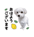 白い犬とレモン（個別スタンプ：1）