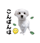 白い犬とレモン（個別スタンプ：3）