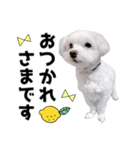 白い犬とレモン（個別スタンプ：5）