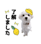 白い犬とレモン（個別スタンプ：6）