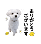 白い犬とレモン（個別スタンプ：7）