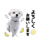 白い犬とレモン（個別スタンプ：8）