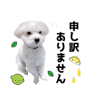 白い犬とレモン（個別スタンプ：9）