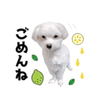 白い犬とレモン（個別スタンプ：10）