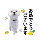 白い犬とレモン（個別スタンプ：12）