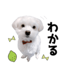 白い犬とレモン（個別スタンプ：18）