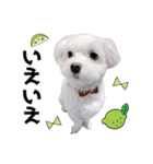 白い犬とレモン（個別スタンプ：19）