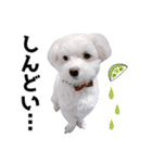 白い犬とレモン（個別スタンプ：20）