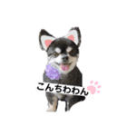 ブラタンチワワの大和くん（個別スタンプ：1）