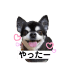 ブラタンチワワの大和くん（個別スタンプ：2）