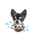 ブラタンチワワの大和くん（個別スタンプ：3）