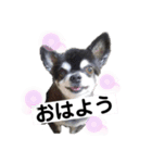 ブラタンチワワの大和くん（個別スタンプ：4）