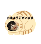 子猫ゆず（個別スタンプ：1）
