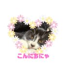 子猫ゆず（個別スタンプ：2）