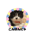 子猫ゆず（個別スタンプ：3）