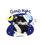 子猫ゆず（個別スタンプ：5）