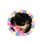 子猫ゆず（個別スタンプ：6）