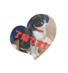 子猫ゆず（個別スタンプ：7）