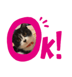 子猫ゆず（個別スタンプ：9）