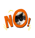 子猫ゆず（個別スタンプ：10）