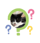 子猫ゆず（個別スタンプ：11）