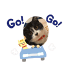 子猫ゆず（個別スタンプ：13）