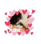 子猫ゆず（個別スタンプ：15）