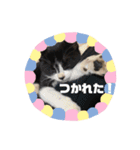 子猫ゆず（個別スタンプ：16）