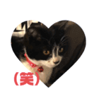 子猫ゆず（個別スタンプ：18）