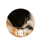 子猫ゆず（個別スタンプ：19）