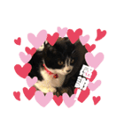 子猫ゆず（個別スタンプ：21）