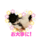 子猫ゆず（個別スタンプ：22）