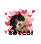 子猫ゆず（個別スタンプ：24）
