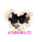 子猫ゆず（個別スタンプ：25）
