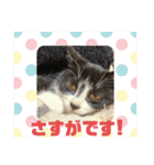 子猫ゆず（個別スタンプ：26）