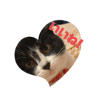 子猫ゆず（個別スタンプ：27）