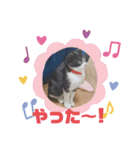 子猫ゆず（個別スタンプ：28）