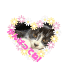 子猫ゆず（個別スタンプ：30）