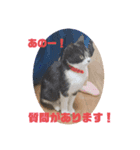 子猫ゆず（個別スタンプ：32）