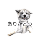 ライトワーカー犬さくら（個別スタンプ：5）