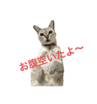 猫ちゃんの可愛いスタンプ（個別スタンプ：4）