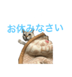 猫ちゃんの可愛いスタンプ（個別スタンプ：5）