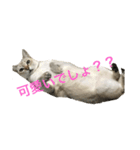 猫ちゃんの可愛いスタンプ（個別スタンプ：6）
