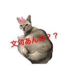猫ちゃんの可愛いスタンプ（個別スタンプ：8）
