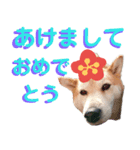 豆柴犬の年末年始のご挨拶（個別スタンプ：1）