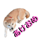 豆柴犬の年末年始のご挨拶（個別スタンプ：3）