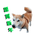 豆柴犬の年末年始のご挨拶（個別スタンプ：4）