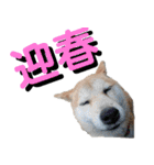 豆柴犬の年末年始のご挨拶（個別スタンプ：5）