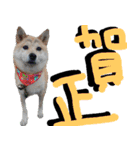 豆柴犬の年末年始のご挨拶（個別スタンプ：6）