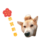 豆柴犬の年末年始のご挨拶（個別スタンプ：7）